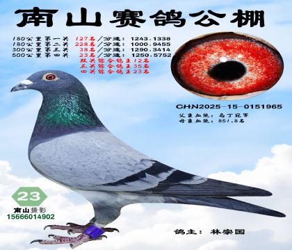 500公里决赛23名,四关综合鸽王23名