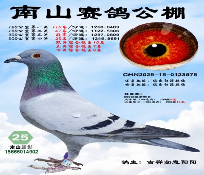 500公里决赛25名,四关综合鸽王8名