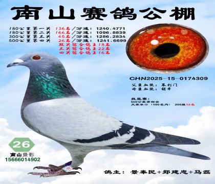 500公里决赛26名,四关综合鸽王16名