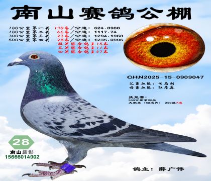 500公里决赛28名,三关综合鸽王11名