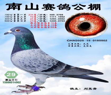 500公里决赛29名,三关综合鸽王15名