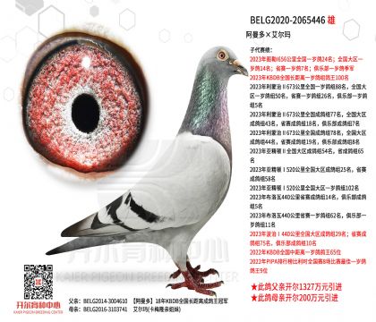 1����20-2065446