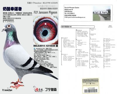 ��ĸ����