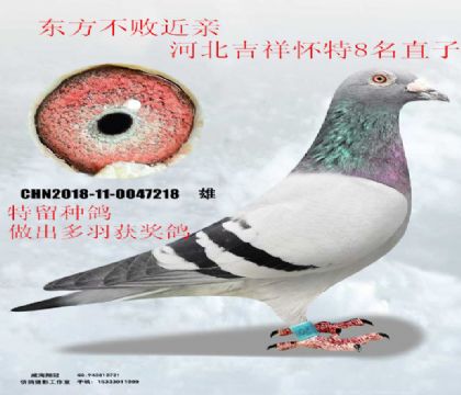 ɣ��ʿ����8��X̨������ɣ��ʿ�ǹ���