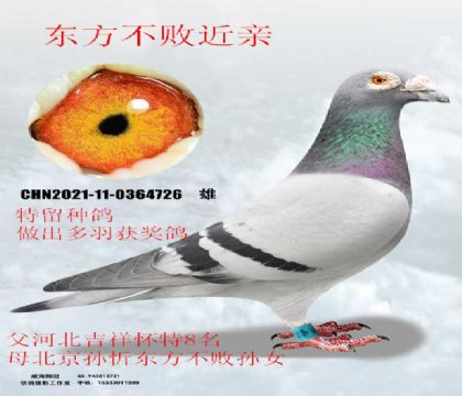 ɣ��ʿ����8��X����������Ů