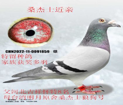 ɣ��ʿ����8��X̨������ɣ��ʿ�ǹ���