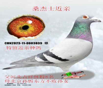 ɣ��ʿ����8��X��������ֱ��Ů