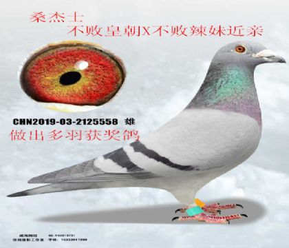 �������ܲ��ܻʳ�X�������ý���