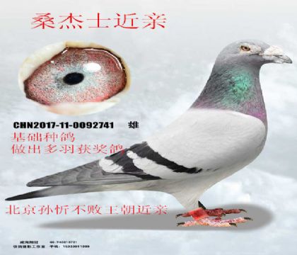 ɣ��ʿ������������