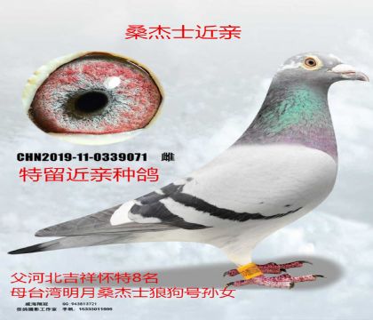 ɣ��ʿ����8��X����ɣ��ʿ�ǹ���