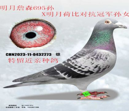 ����ղɭ695X����ղɭ�ɱȶԿ��ھ�����