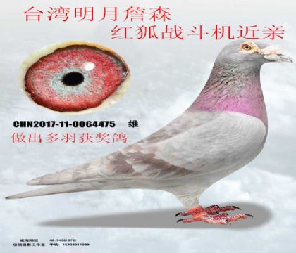 ̨������ղɭ���ս��������