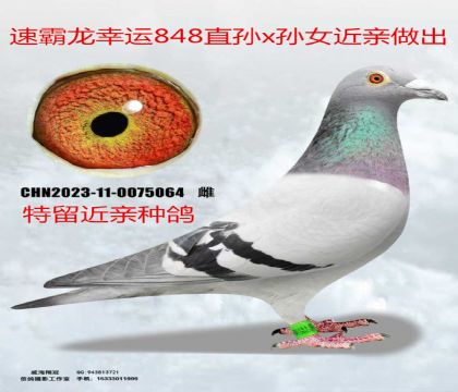 �ٰ�������848ֱ��X��Ů����