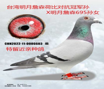 ����ղɭ�ɱȶԿ��ھ�X����ղɭ695����