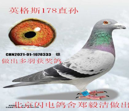 ���������������Ӣ��˹178ֱ��