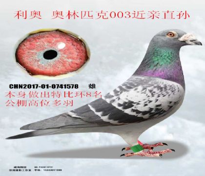 ���°���ƥ��003����ֱ��