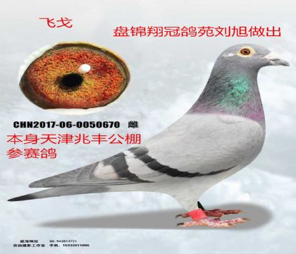 �̽�������������ɸ�