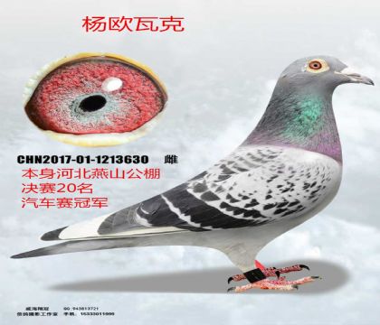 �ӱ���ɽ�������20���������ھ�