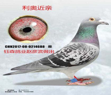 ��ɭ�����������½���