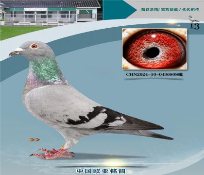 �Ǳ�ԭ�ᳬ������ŷֱ��727X��ӥ��127