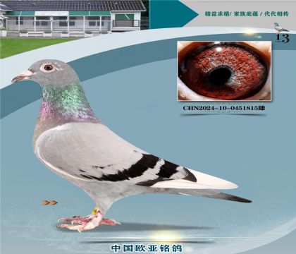 ����499XС�ھ�239�ƽ����