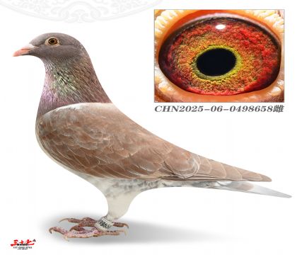 ��������-���۴Թھ�ֱŮ