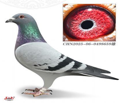 ��������-���Ź���ھ���������