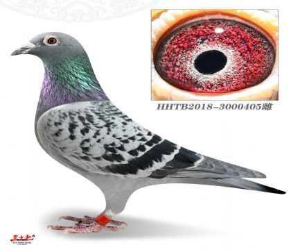 ��������צ������-�㺣���ֲ�����297��