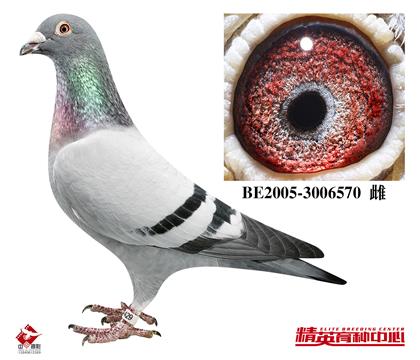 祖母;盖比闪电号直女