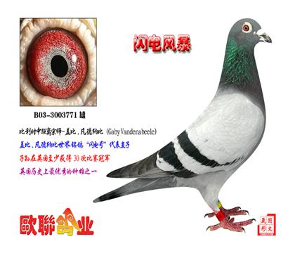 祖父;盖比闪电号直子