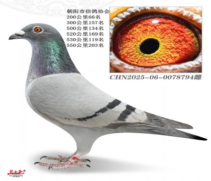 ����240-�л�500�����Ĺسɼ���