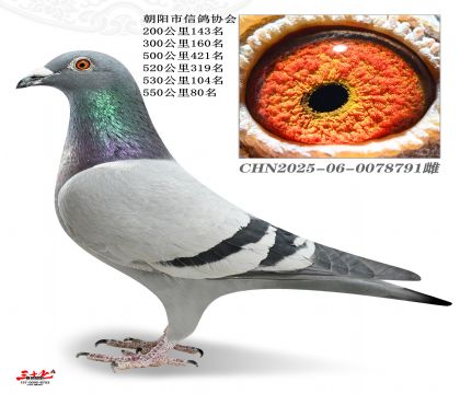 ������-�л�500�����Ĺسɼ���