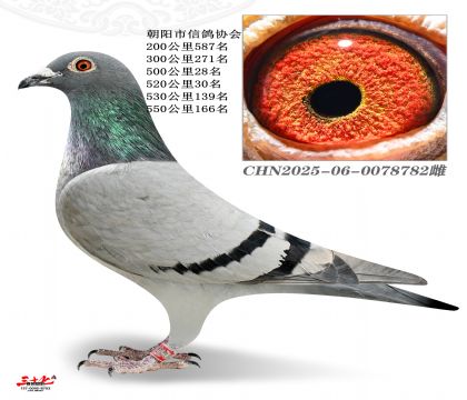 ������-�л�500�����Ĺسɼ���