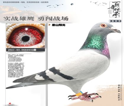 ��ɽ����832