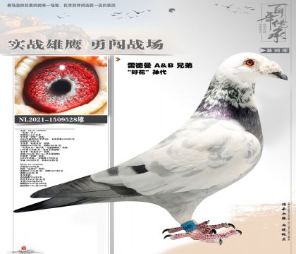 �׵����û�����528