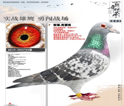 ��ŵ����˹�ѫ�ָ�788