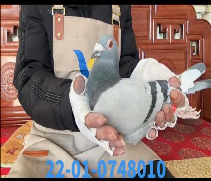 ���ǲ��˻��ض���8010