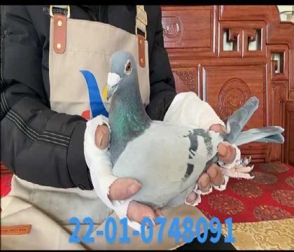 ���ǲ��ˣ����ض�ֱ��x���ض�ֱ��Ů��8091