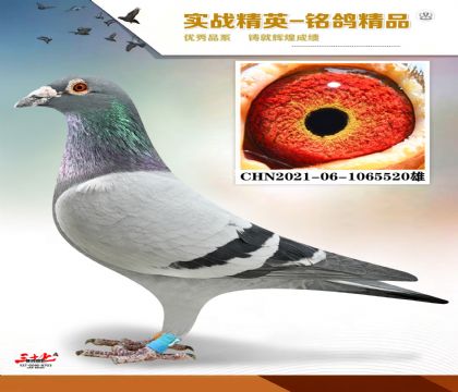 �����ϻ���