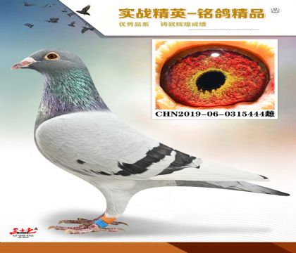 ɣ��ʿ�ǹ���  ���׻�Ѫ