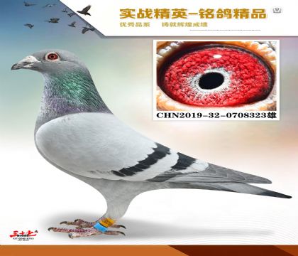 ����     ���׻�Ѫ