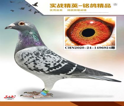 ��ĸ��ɣ��ʿ