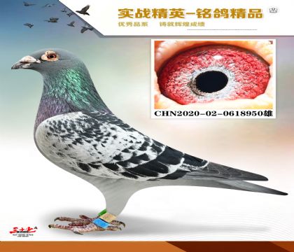 ������63   ���׻�Ѫ