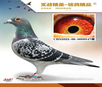 ��������   ���׻�Ѫ