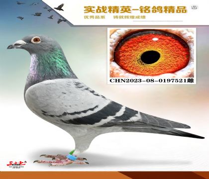 ������ͼ��˹   ���׻�Ѫ