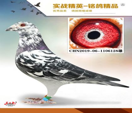 ������Ӱ   �����׻�Ѫ