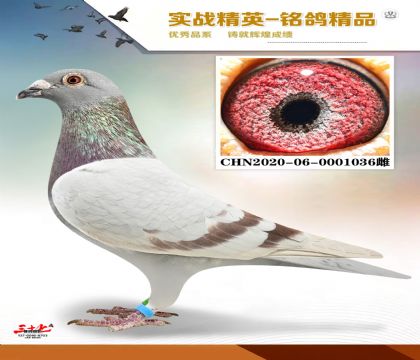 ���ǲ�����˵�����˹