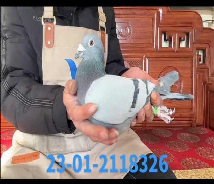 ���£���ƥ��003��Ѫx����ƥ��003ֱ��Ů��8326���ƣ�