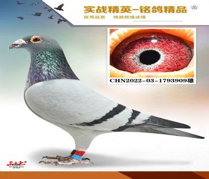 ���ݻԻ͹���