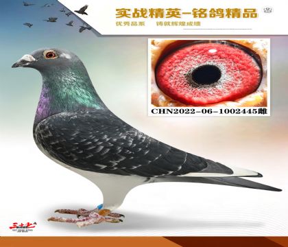 ɣ��ʿ�ǹ�����ں���